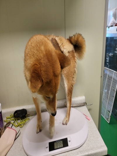 누리동물병원_426333202300373